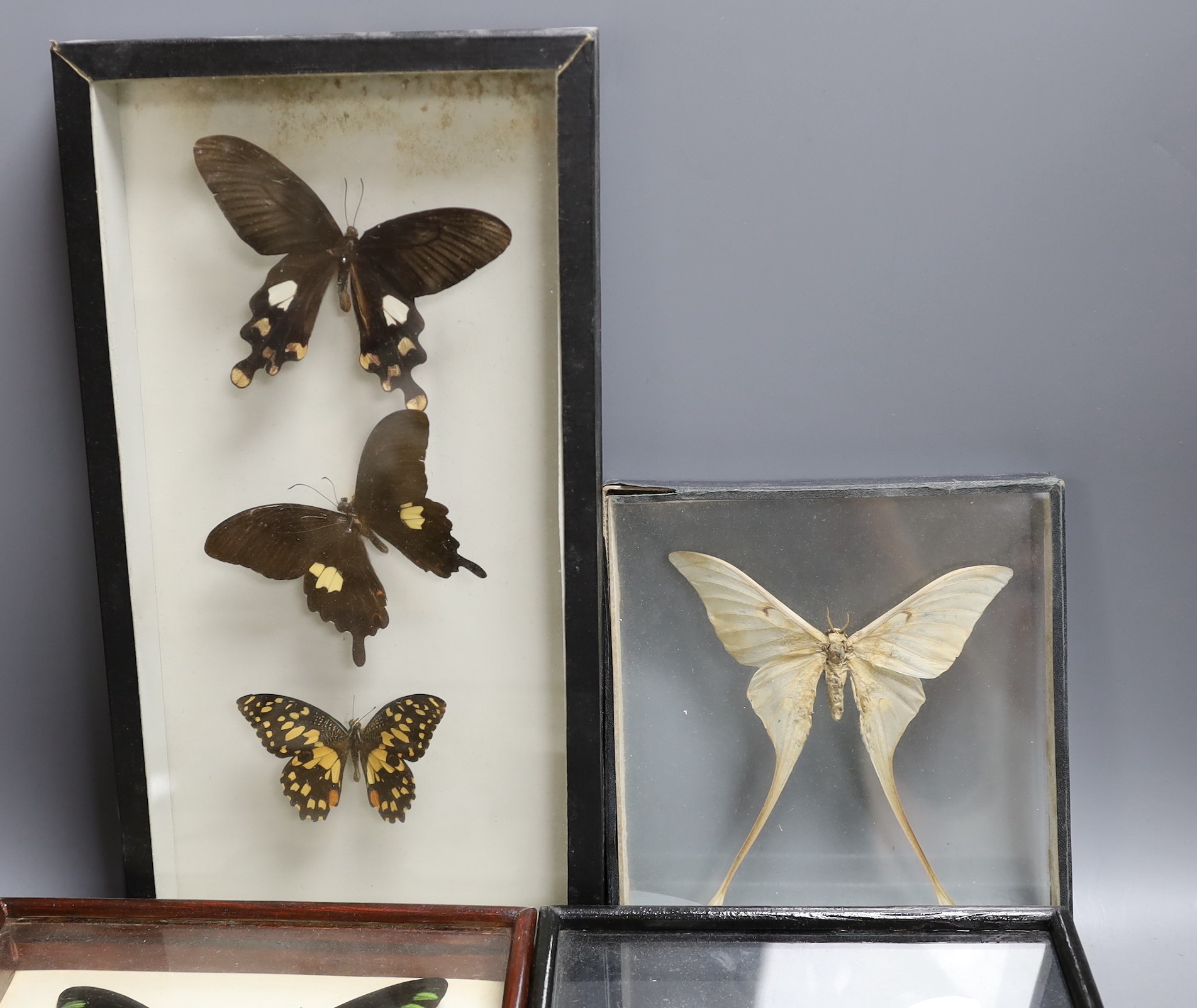 Entomology - Exotic butterfly and moth specimens contained in six glazed cases, largest case 34.5 cm x 18 cm